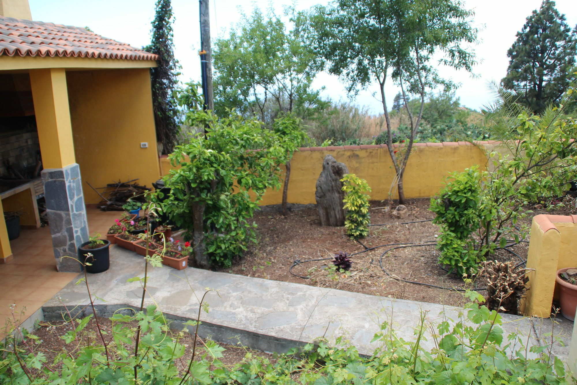 Marantes Puntagorda